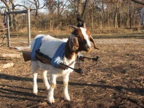 Funny Pictures Of Animals With Guns