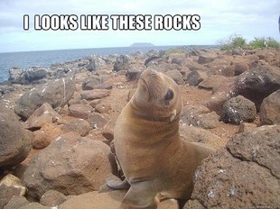 Gay Sea Lion Meme