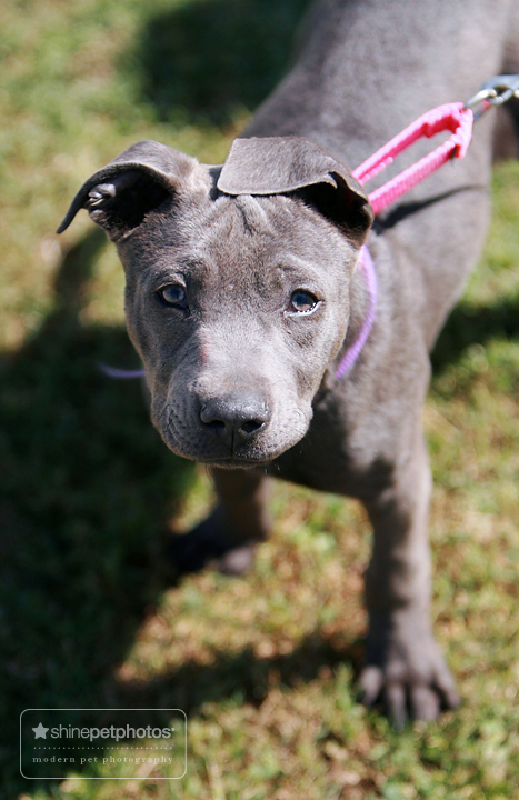 German Shepherd American Staffordshire Terrier Mix