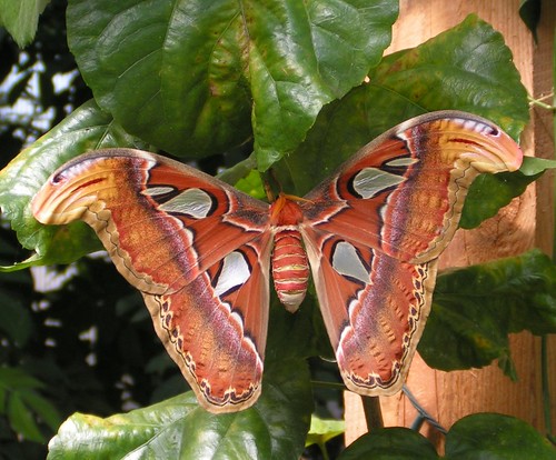 Giant Atlas Moth