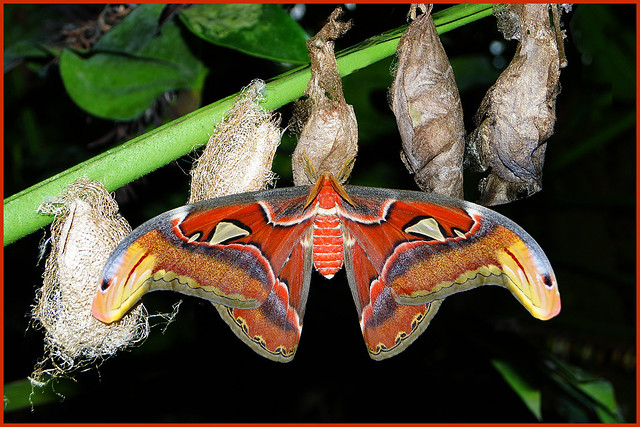 Giant Atlas Moth