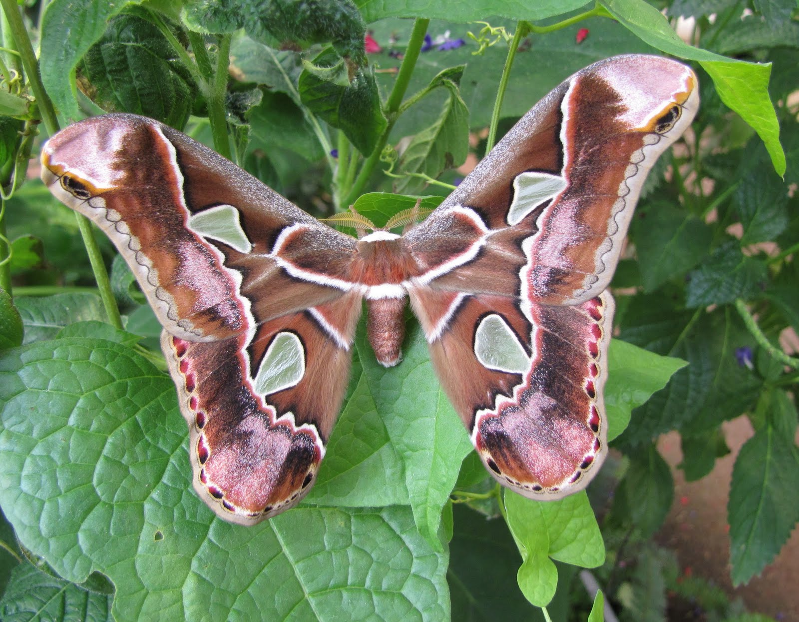 Giant Atlas Moth