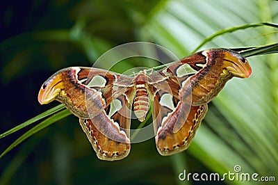 Giant Atlas Moth