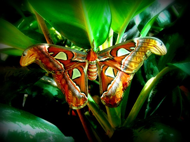 Giant Atlas Moth