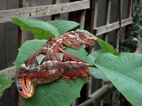 Giant Atlas Moth