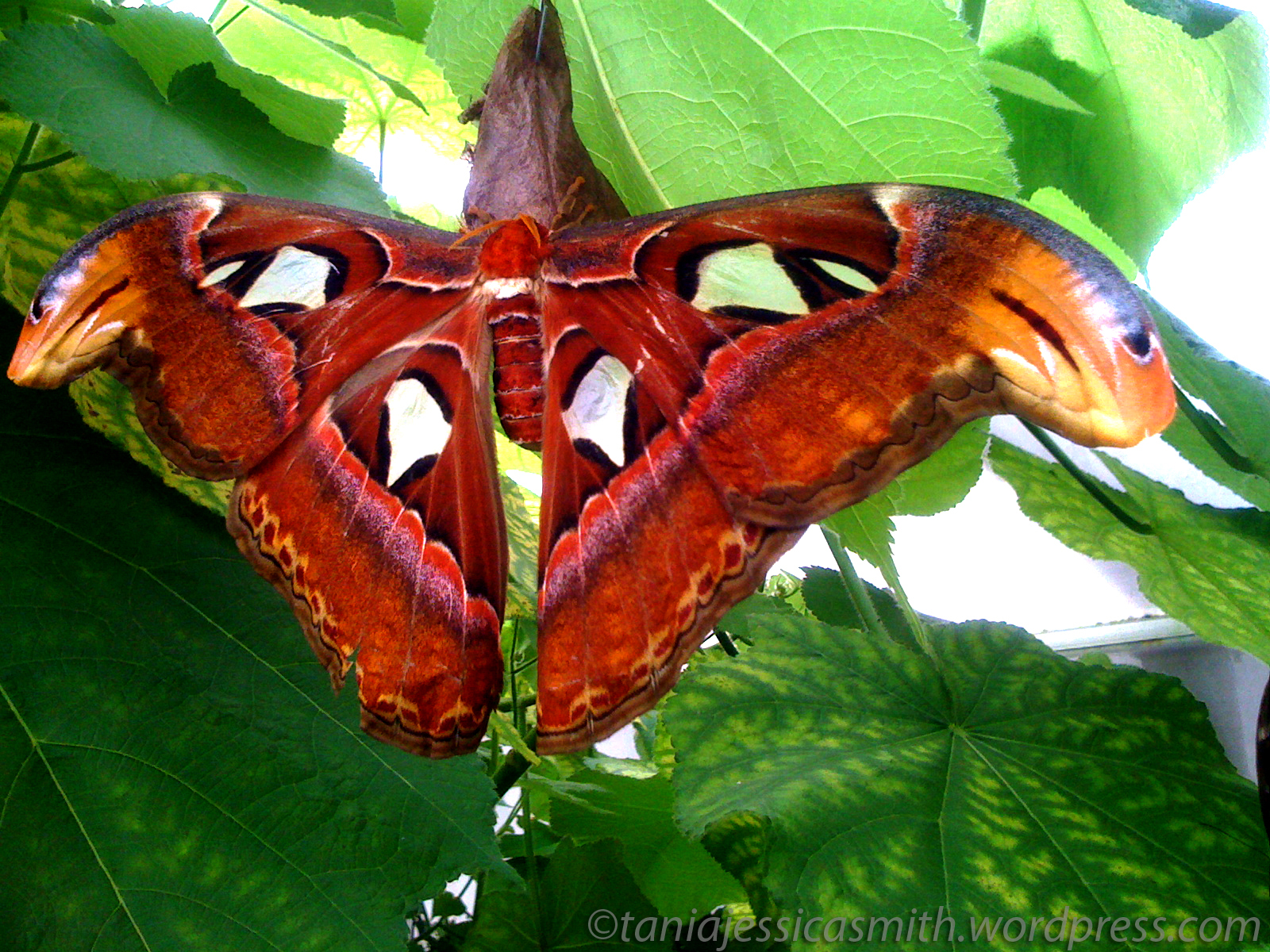 Giant Atlas Moth