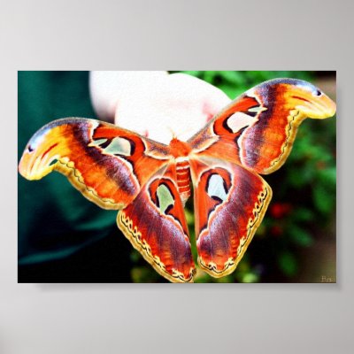 Giant Atlas Moth