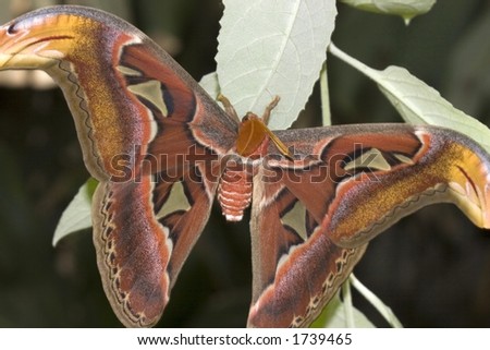 Giant Atlas Moth