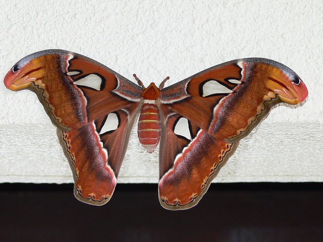 Giant Atlas Moth