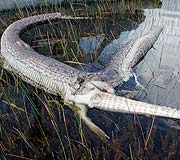 Giant Python Eats Alligator Explodes