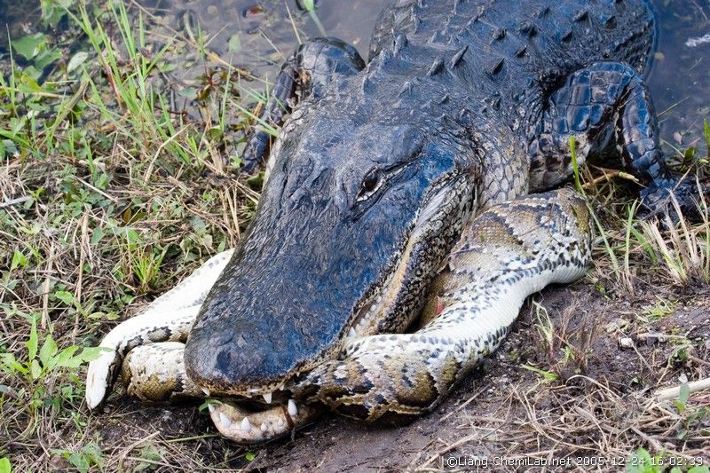 Giant Python Eats Alligator Explodes