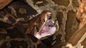 Giant Python Eats Alligator Explodes