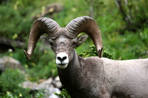 Glacier National Park Wildlife