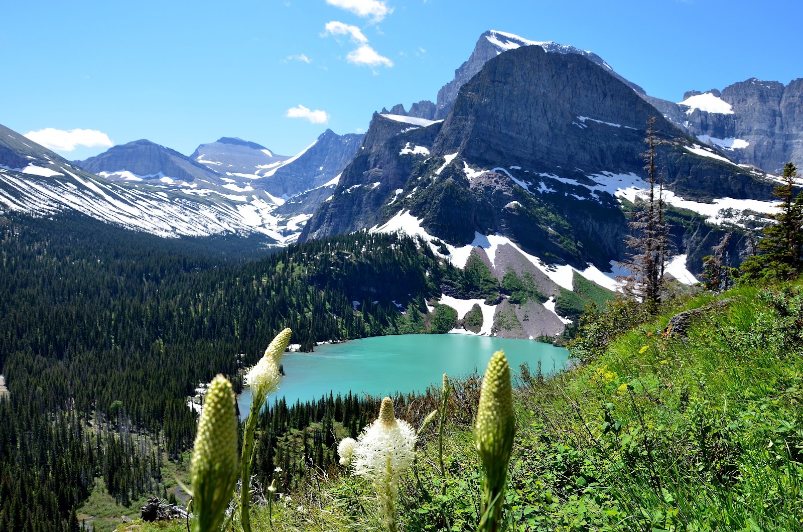 Glacier National Park Wildlife