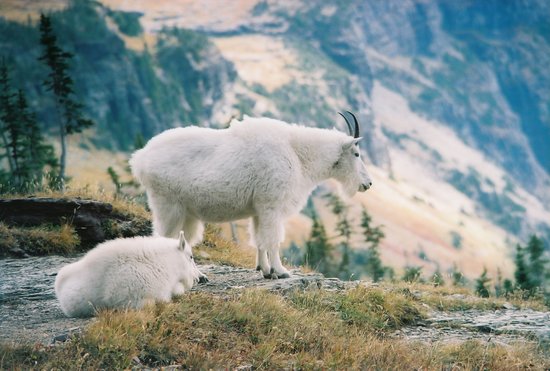 Glacier National Park Wildlife