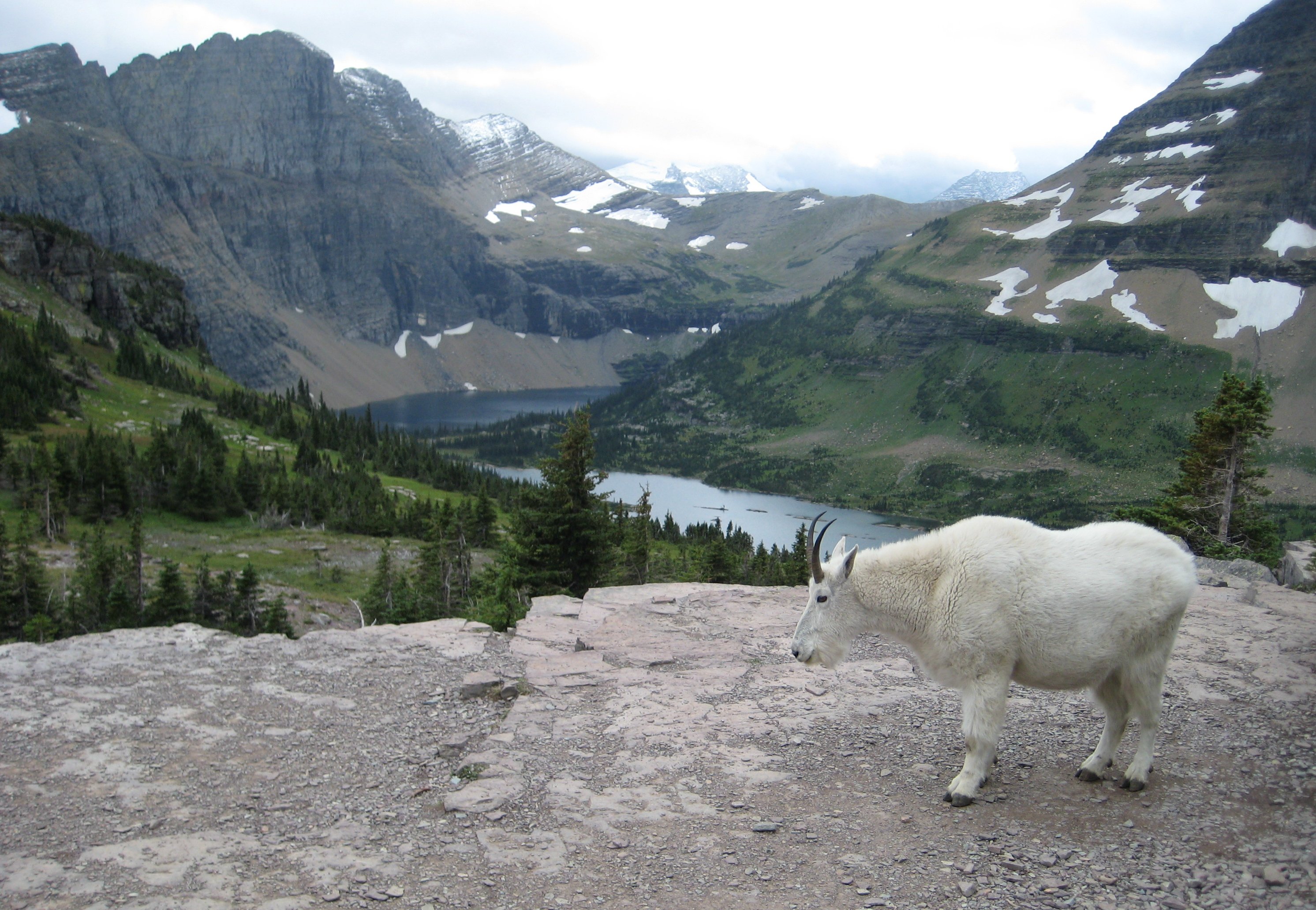 Glacier National Park Wildlife