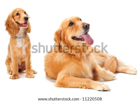 Golden English Cocker Spaniel Puppies