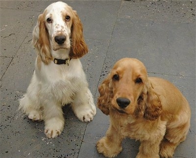 Golden English Cocker Spaniel Puppies