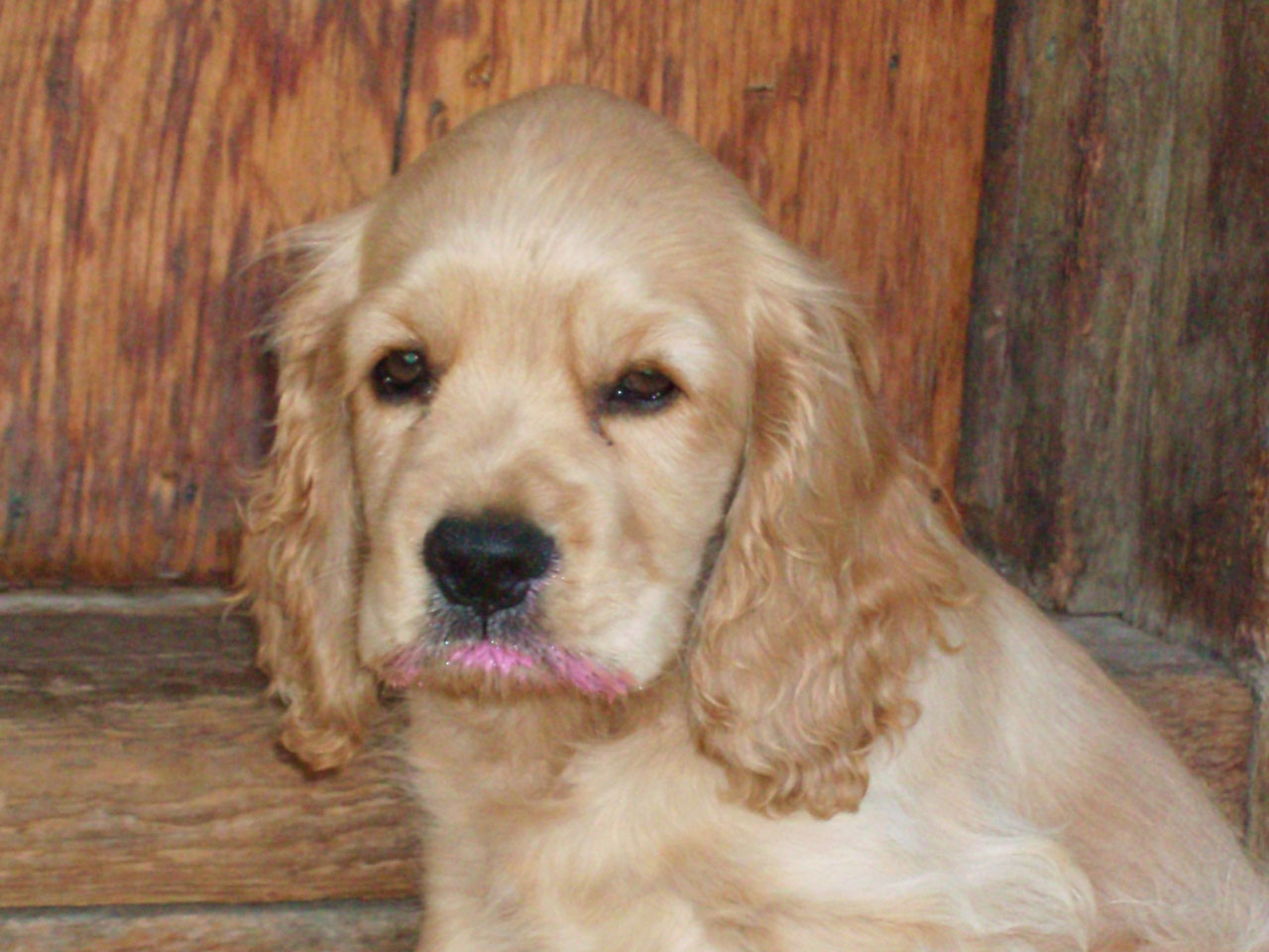 Golden English Cocker Spaniel Puppies