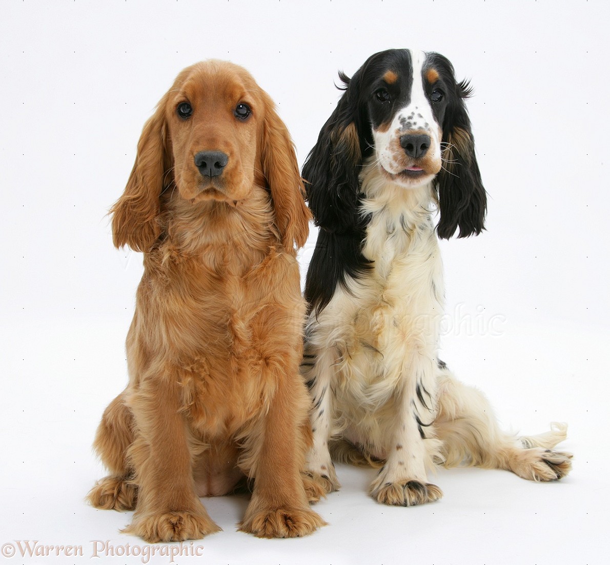 Golden English Cocker Spaniel Puppies