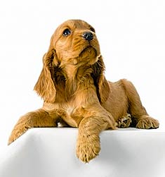 Golden English Cocker Spaniel Puppies