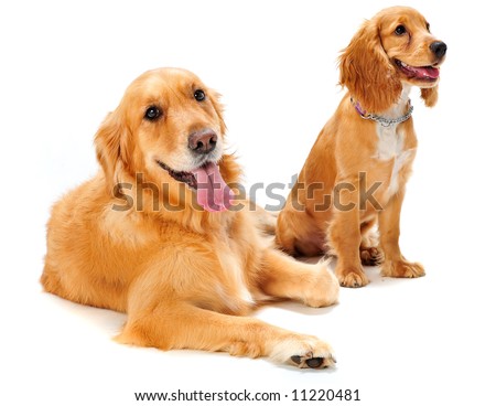 Golden English Cocker Spaniel Puppies