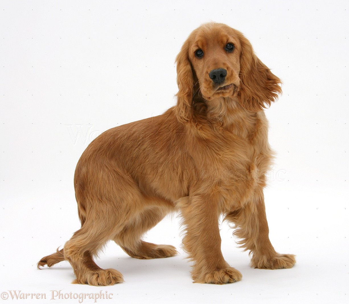 Golden English Cocker Spaniel Puppies