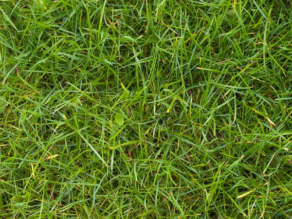 Grass Patterns For Photoshop