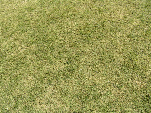 Grass Patterns For Photoshop