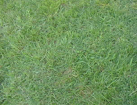 Grass Patterns For Photoshop