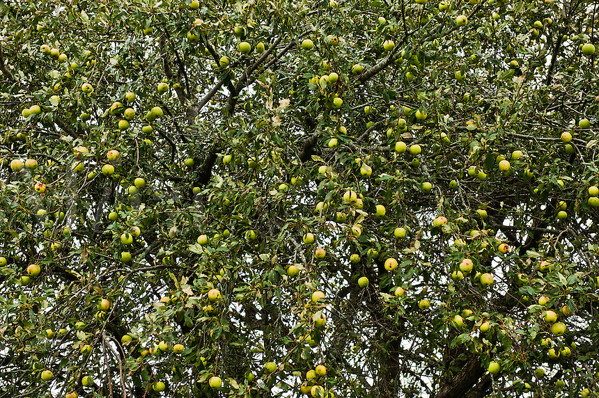 Green Apple Tree Pictures