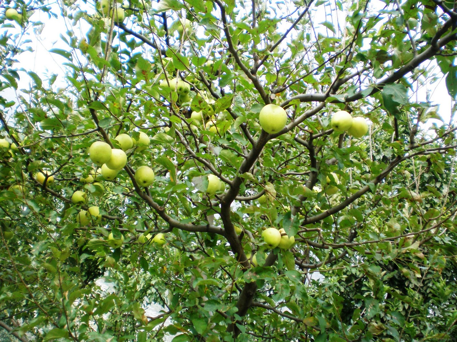 Green Apple Tree Pictures