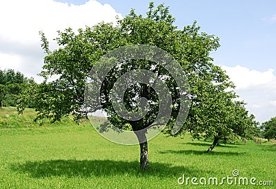 Green Apple Tree Pictures