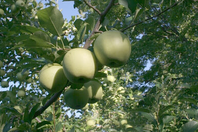 Green Apple Tree Pictures