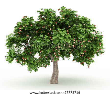 Green Apple Tree Pictures