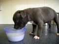 Grey Blue Staffy Puppies