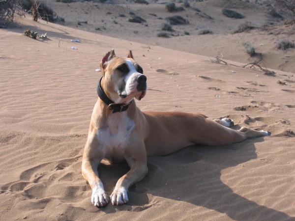 Grey Staffordshire Bull Terrier Puppies For Sale