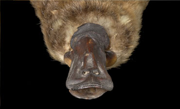 Group Of Platypuses Is Called