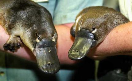 Group Of Platypuses Is Called