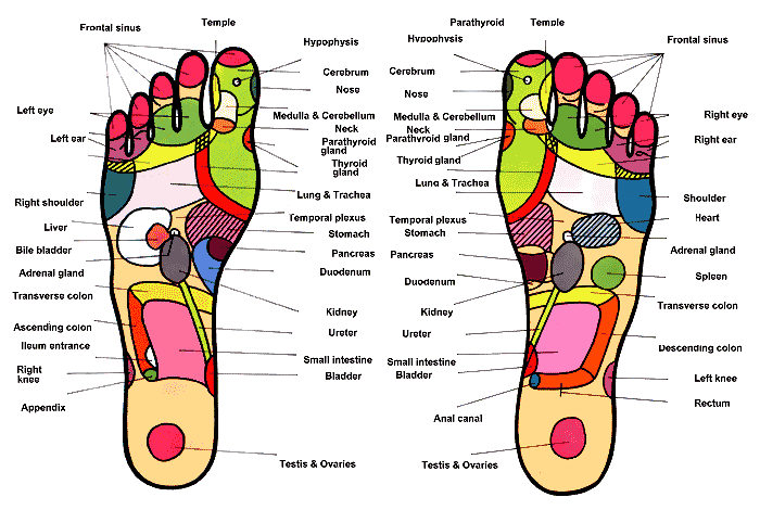 Hand Reflexology Pressure Points Chart