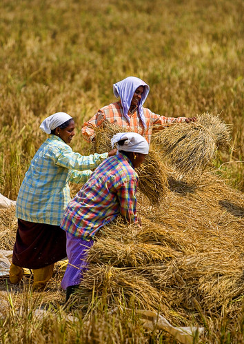 Harvest Festivals Of Kerala