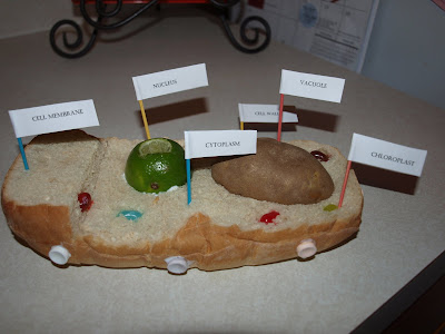 How To Make Plant Cell Model Project