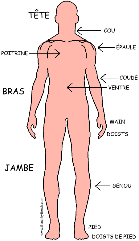 Human Body