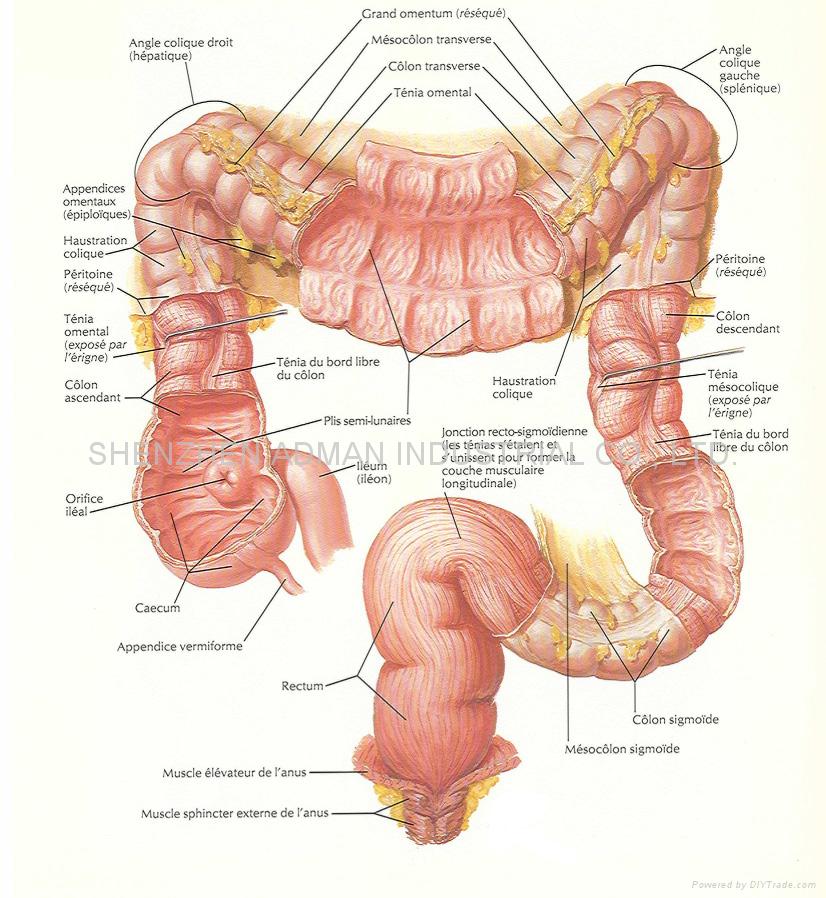 Human Body Anatomy