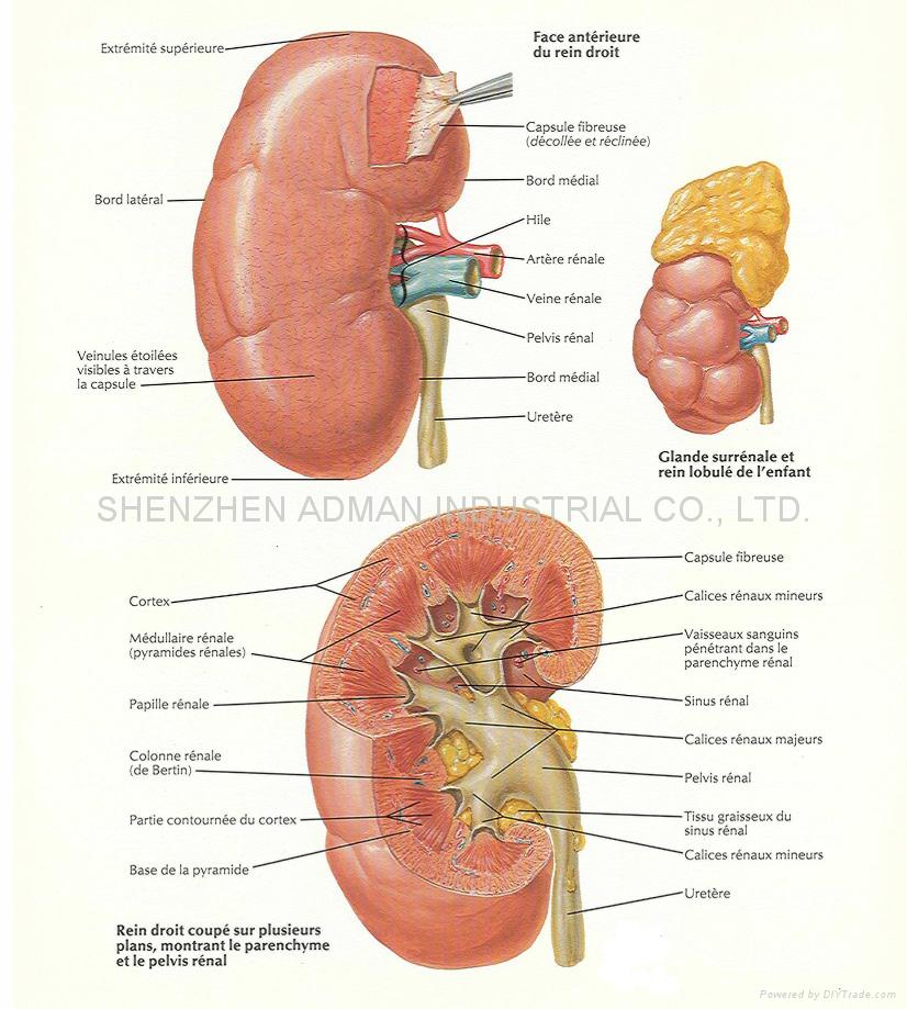 Human Body Anatomy