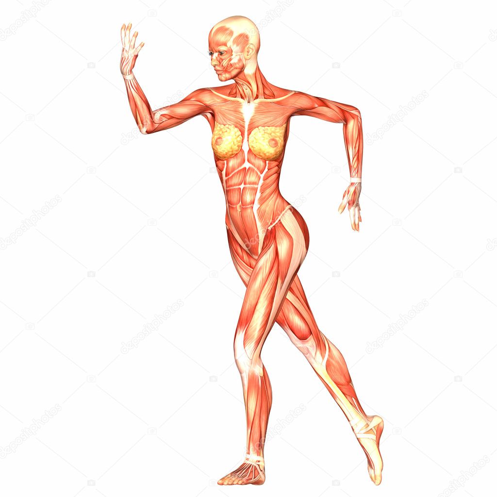 Human Body Anatomy