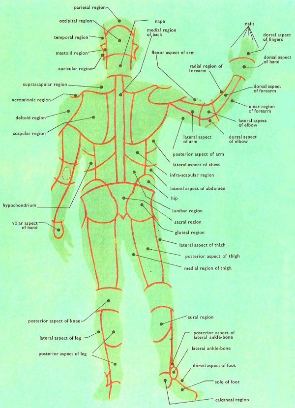 Human Body Anatomy