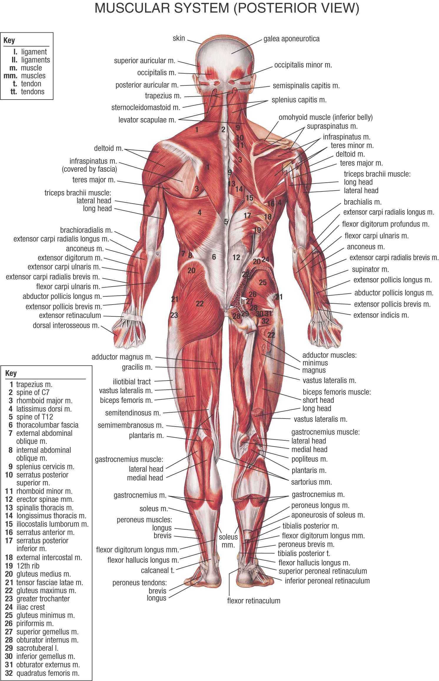 Human Body Anatomy