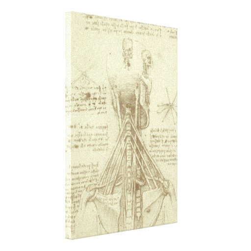 Human Body Anatomy Back View