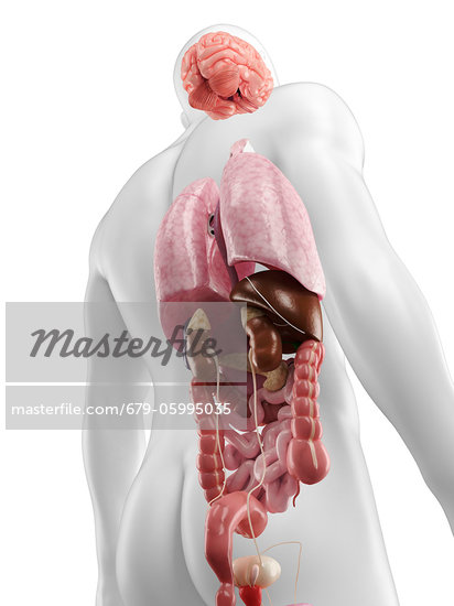 Human Body Anatomy Back View